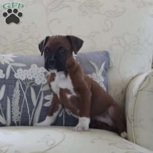 Jeep, Boxer Puppy